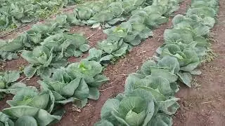 Kherson region What is the situation today