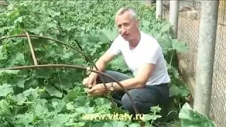 Живой огурец | не отрывая от ботвы