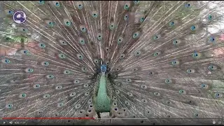 Брачные танцы павлина