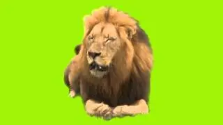 Lion Green Screen (Real Footage)