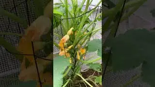 Squash Tower #gardening #squash #electroculture #seedstarting