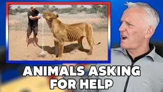 Animals That Asked People for Help REACTION | OFFICE BLOKES REACT!!