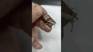 Скупка радиодеталей