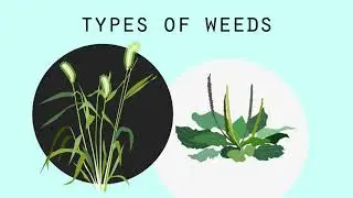 Rain Gardens 101, Part Four: Weeding Your Rain Garden
