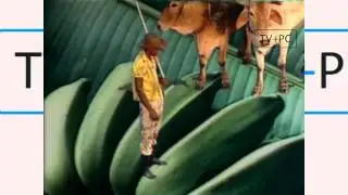 Reveja como foi feita a abertura da novela Roque Santeiro - TV Globo 2011