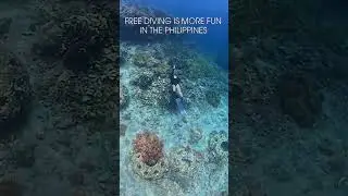 FREE DIVING IS MORE FUN IN THE PHILIPPINES ! 🤣🤣🤣 #shorts #philippines #freediving
