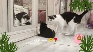 😁 Когда ты такой игривый ангел 👼 спинальник Тедди 🍀