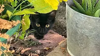 Otro gatito que echan a la calle