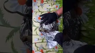 сочная ноги барашка