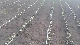 Как и чем наростить корень у молодого растения клубники