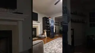 Dog training