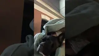 Мой любимый француз