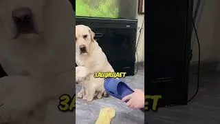 Лабрадор Защищает Своего Щенка😭💔