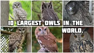 10 Largest Owls In The World.