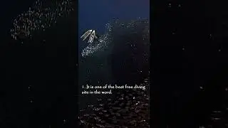 True facts about freediving in the Philippines! 🤩 #shorts #freediving #philippines