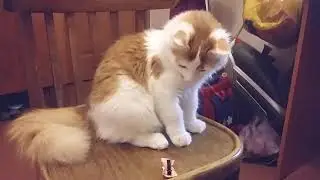 Дерзкое Нападение Кота на Предметы! Игра называется Сбрось!