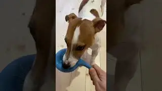 Джек Рассел забрал клизму