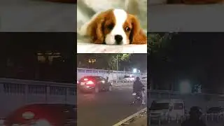 Cat and dog sing together 😹😸😻
