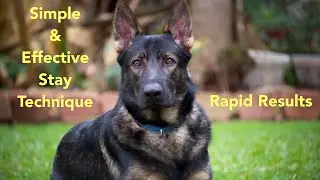 Rapid Stay Results! The Basics & A Detailed Plan to Get Your Dog To Stay!
