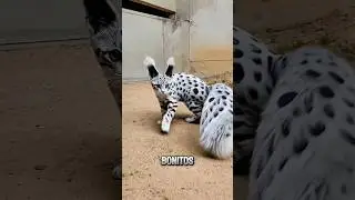 os 5 GATOS mais BONITOS do MUNDO 😱😍 