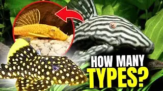 Plecos Worth Keeping: 15 Types From Beginner to Expert