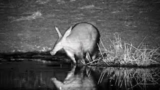 The Famous Mabula Aardvark