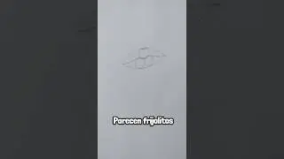 Trying to Follow a Drawing Tutorial #42