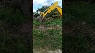 Прибрати дерево з землі. Трухляве дерево. Убрать дерево с корнем