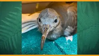 Hawaii Wildlife Center encourages efforts to care for affected birds