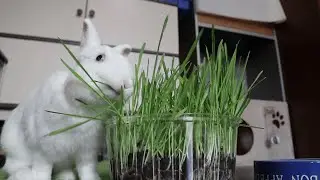 Попугаи и кролик кушают травку 🌿