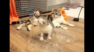 Маленький Котенок такой смелый и любопытный 😎 Котики и пакет 🤗