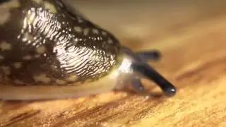 Super-Macro Snail - wow