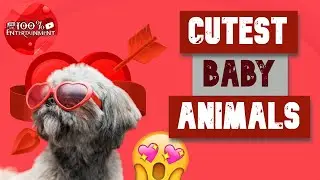 Cutest Baby Animals 😍  😻  🤗