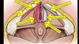 02.Female Repro System. Perineum