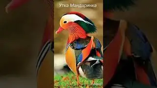 самые красивые птицы
