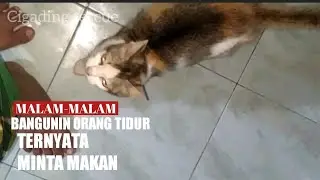 kucing lapar Malam-malam bangunin orang tidur ternyata minta makan. 