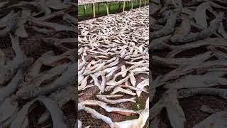 শুটকি পল্লী, পাড়েরহাট, পিরোজপুর  #nature #bangladesh #beautiful #shorts #viral