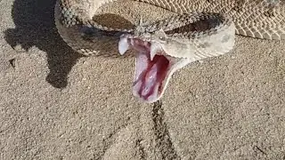 الأفعى ذات القرون/افعى ام جنيب/....Rattlesnake with Double Fangs