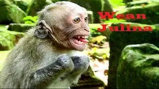 Weaning Julina terrify !!! Big baby breaking-heart million pieces cos mum not giving milk, baby cry