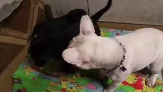 французская нянька😉 #французскийбульдог #labrador