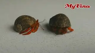 KELOMANG - KEONG KELOMANG MERAH CANTIK