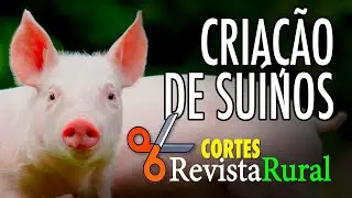 CRIAÇÃO DE SUÍNOS - Cortes Revista Rural