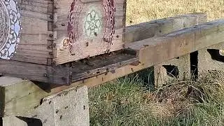 Christmas Eve Bees 2023