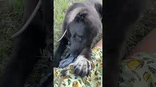 Сиди, мать! Я сама всех покараулю 