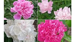 ПИОНОВ, НЕЖНЫЙ АРОМАТ!Июнь друзья! Peonies 🌺🌸 delicate aroma! June 🌞🏖️, friends !