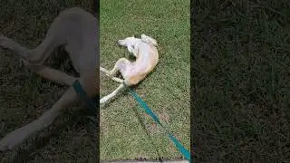 My dog breakdancing #funny #viral #dog