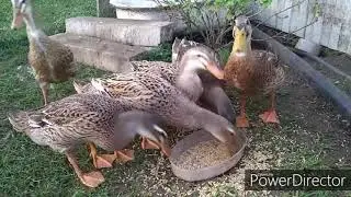 Утка индийский бегунок. Обзор в нашем хозяйстве