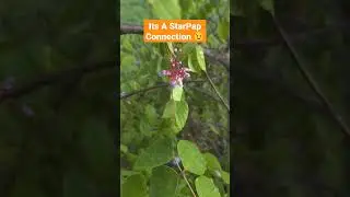 My Star Fruit Tree Got A Friend And It's Called Papaya 👀🤨