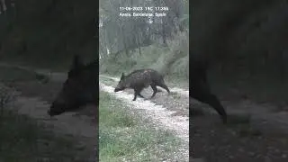 Jabalí/Porc senglar/Wild boar under the rain. Wildlife. Fototrampeo