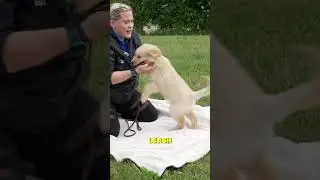 The Secret Tool To Avoid Puppy Biting